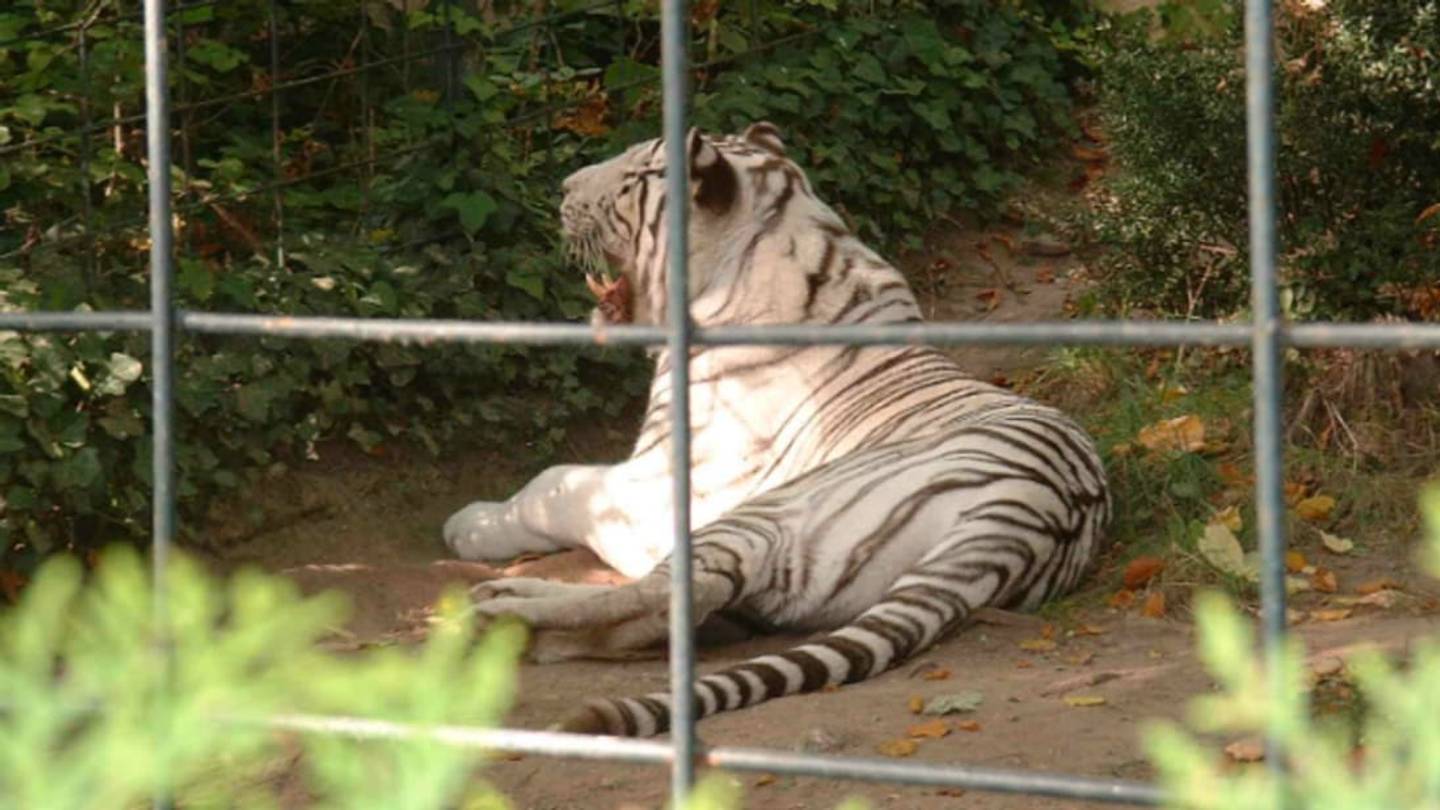 U.S. Government (Finally) Makes It Illegal to Sell Tigers Without a Permit