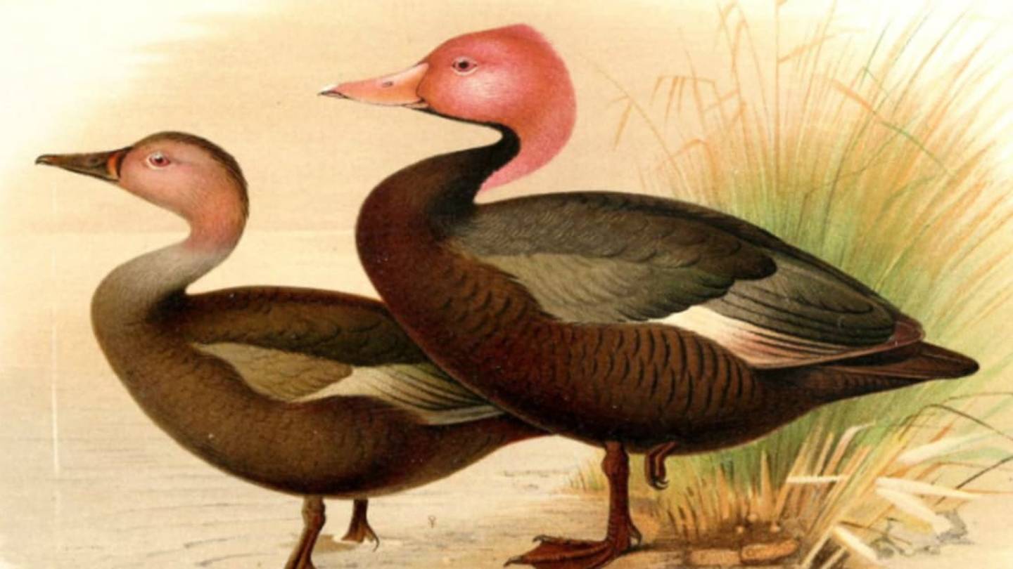 Science Explains This Duckâs Rare Pink Feathers