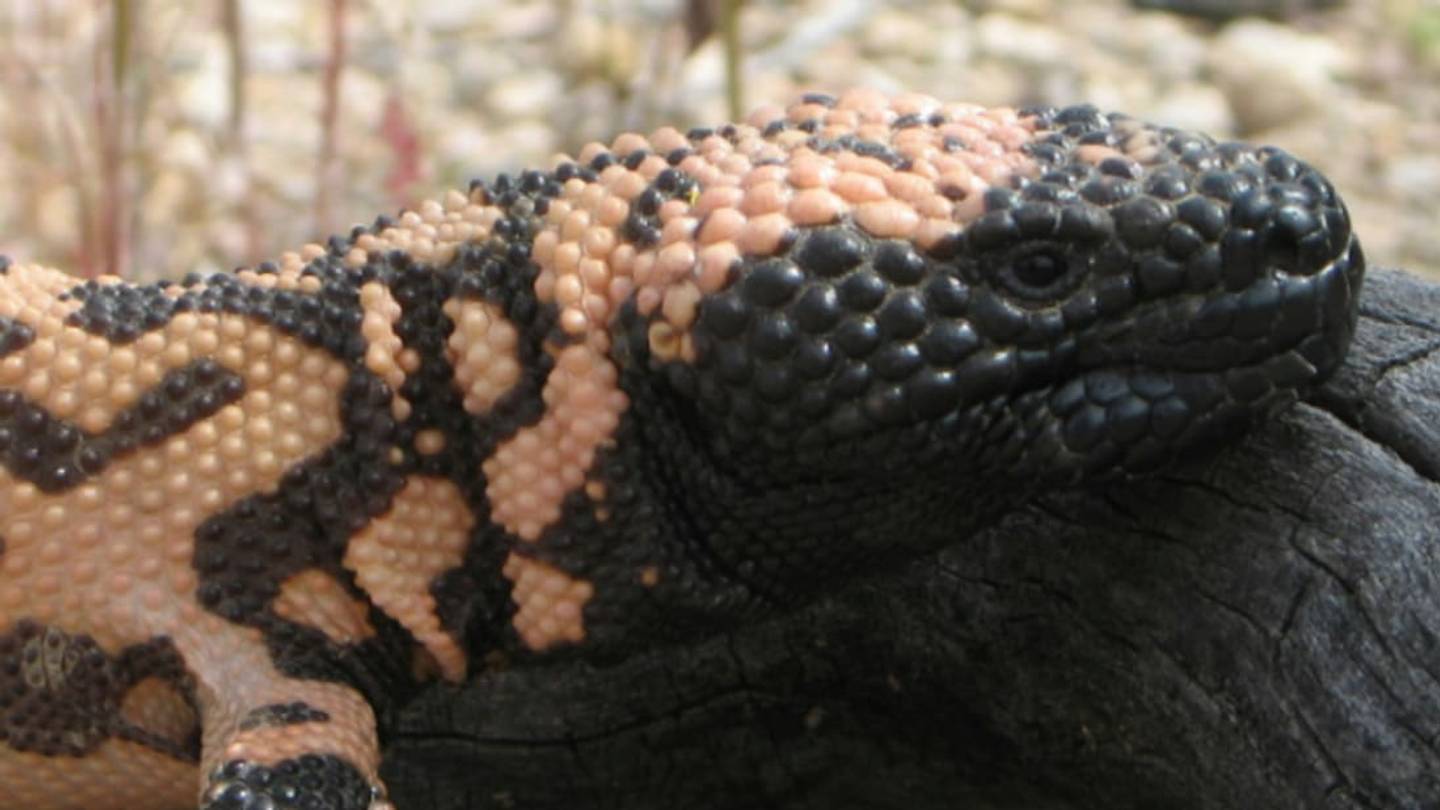 Why Scientists Love the Gila Monster