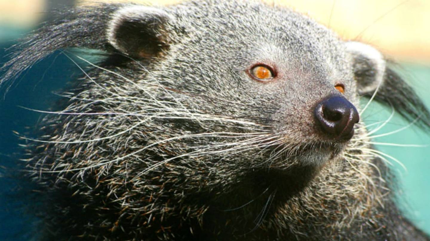We Now Know Why Bearcats Smell Like Buttered Popcorn