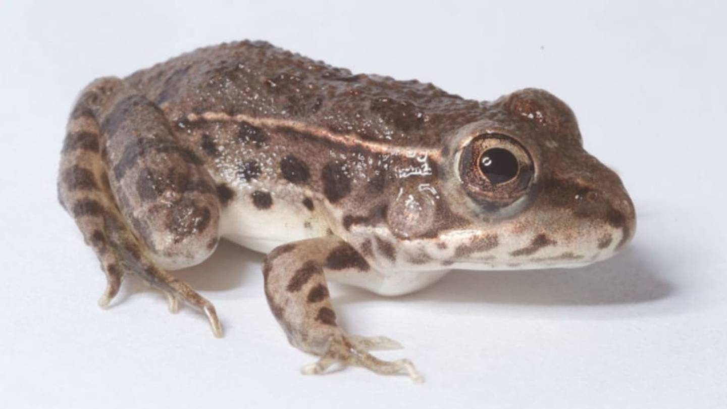 These Frogs Have Developed a Resistance to Killer Fungus