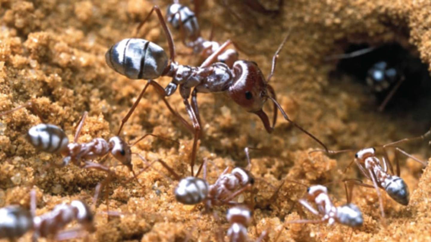 Desert Antsâ Shiny Silver Hair Keeps Them Cool