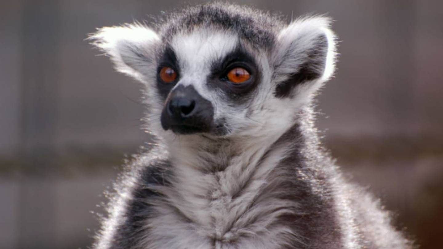Ring-Tailed Lemurs Use Perfume as a Weapon