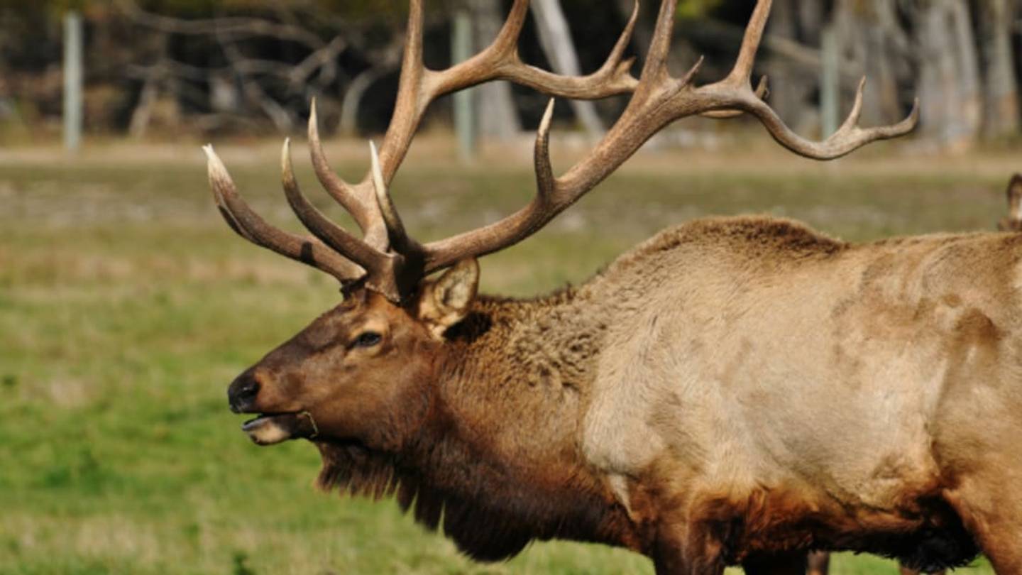 How a 700-Pound Elk Shrieks Like a Ringwraith