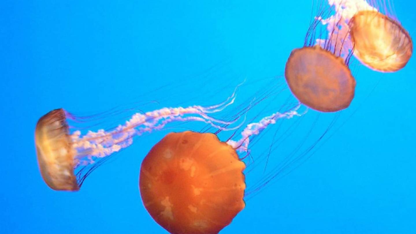 Stung by a Jelly? Get Yourself in Hot Water