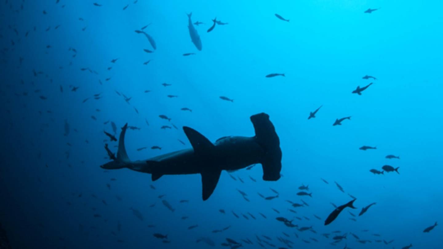 Sideways Swimming Is More Efficient for Hammerhead Sharks