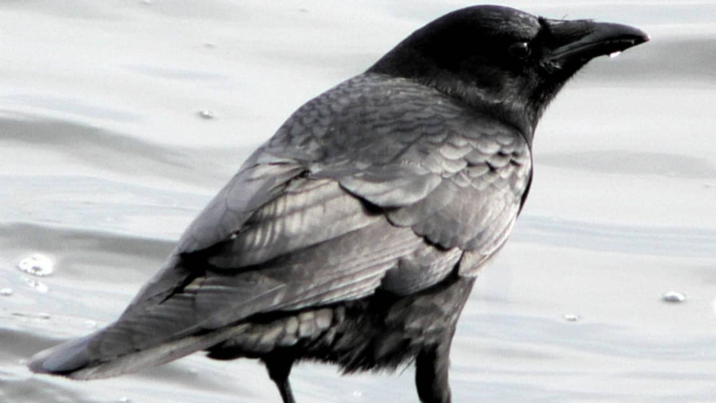 Crows Form, Nurse, and Share Grudges Against People