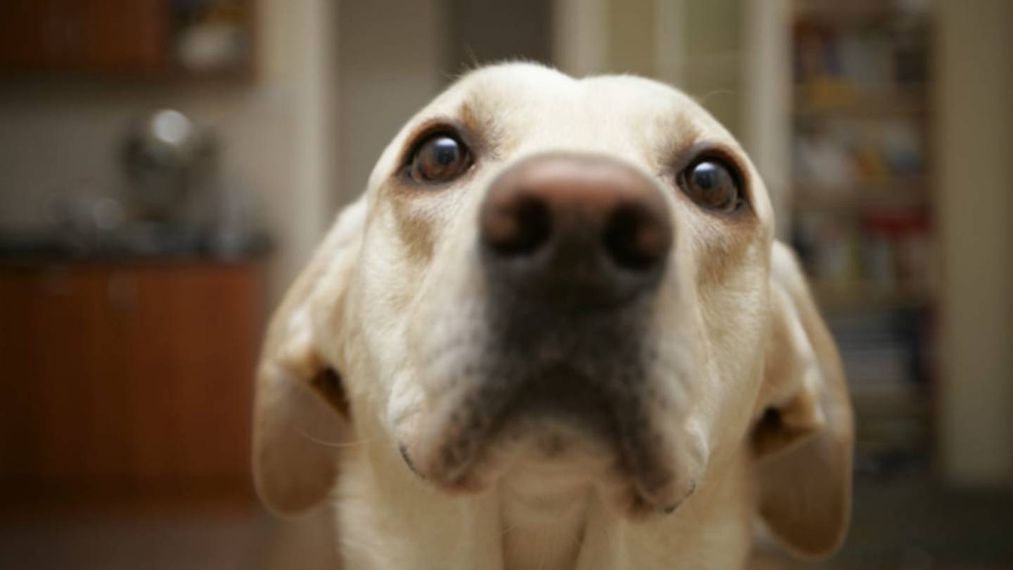 Science Explains Why Your Lab Is Always Hungry