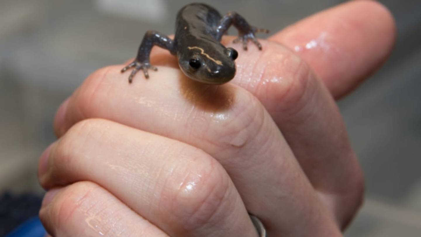 Self-Perpetuating Female Salamanders Are Better Off Without Males, Study Finds