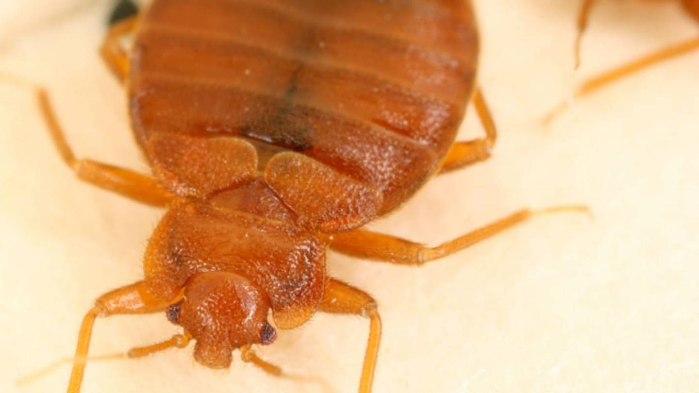 Scientists Decode Bedbug Genome, and It Explains Why Theyâre So Hard to Kill