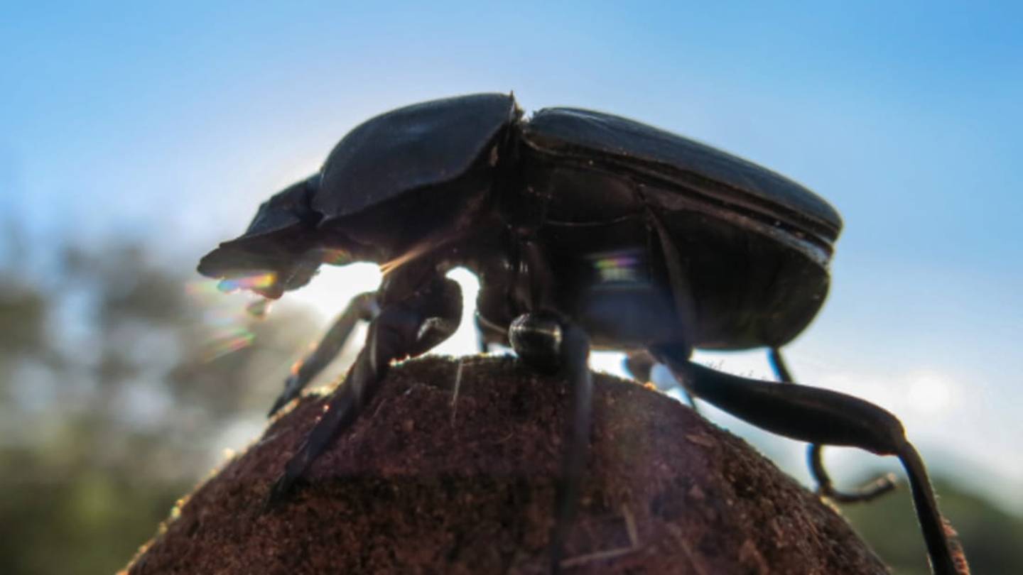 Dung Beetles Navigate Using Mental Snapshots of the Sky