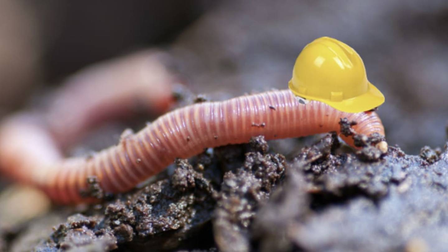 South American Earthworms Build Enormous Mounds of Poop