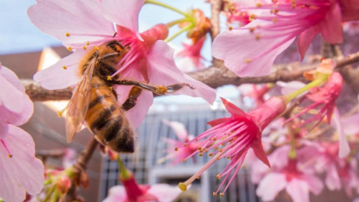 Unlike Ants, Urban Bees May Prefer a Natural Diet
