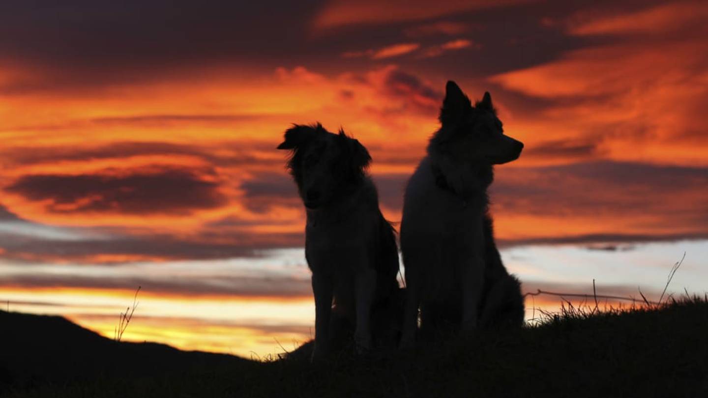 How a Contagious Dog Cancer Succeeded and Spread