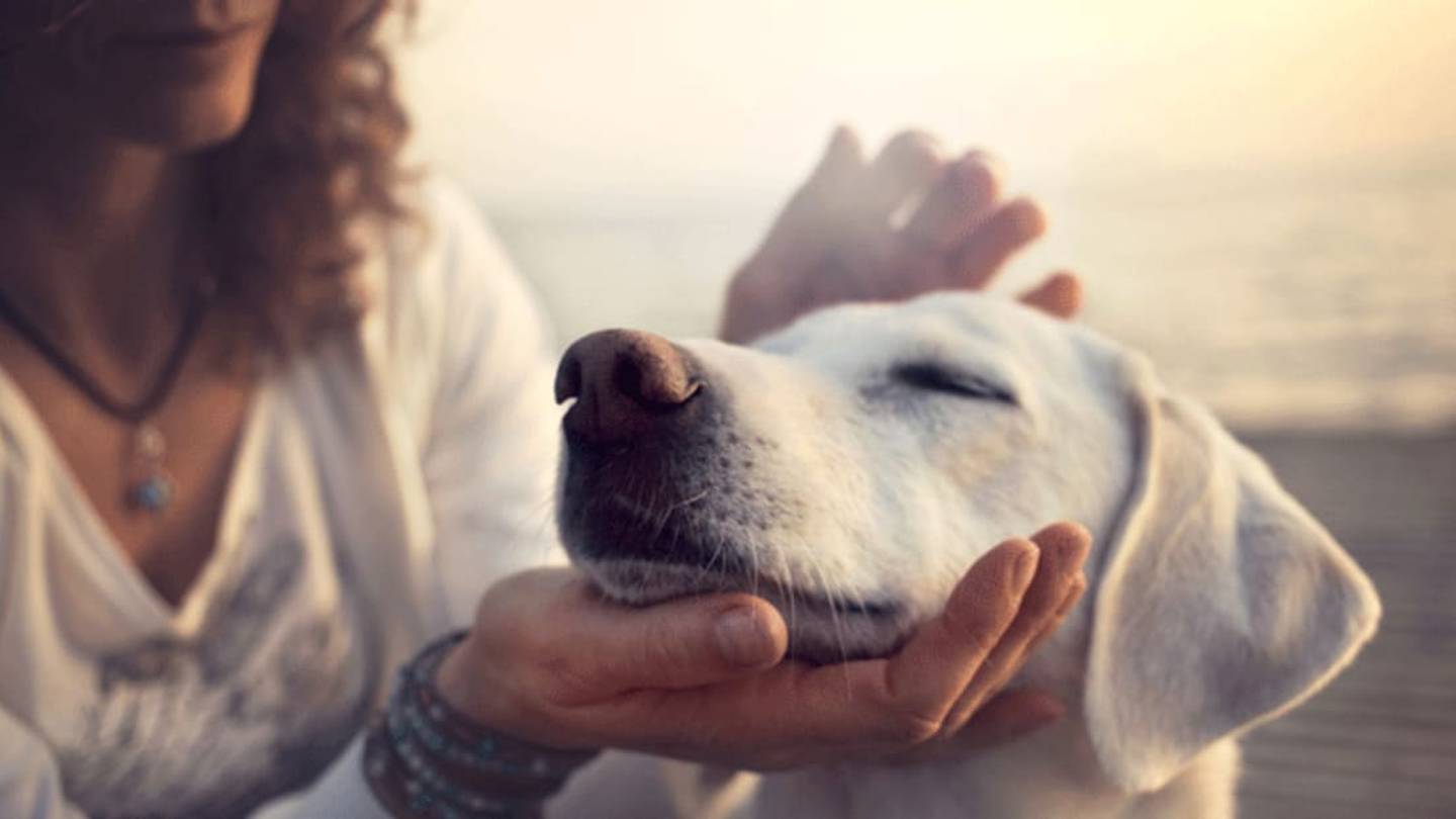 Study Finds Dogs Prefer Praise Over Treats