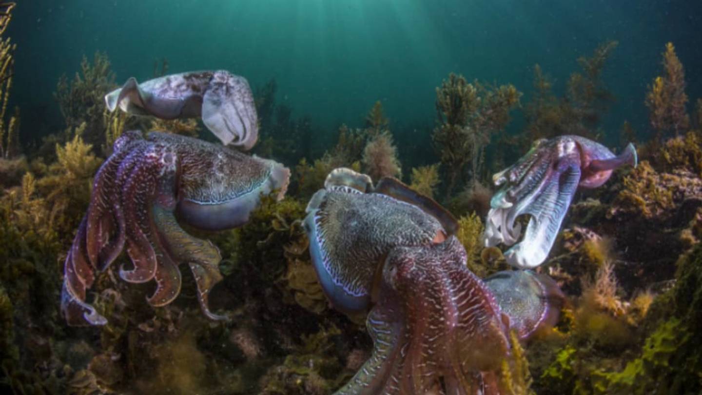 Octopuses, Cuttlefish, and Squid Are Thriving in Warming Waters