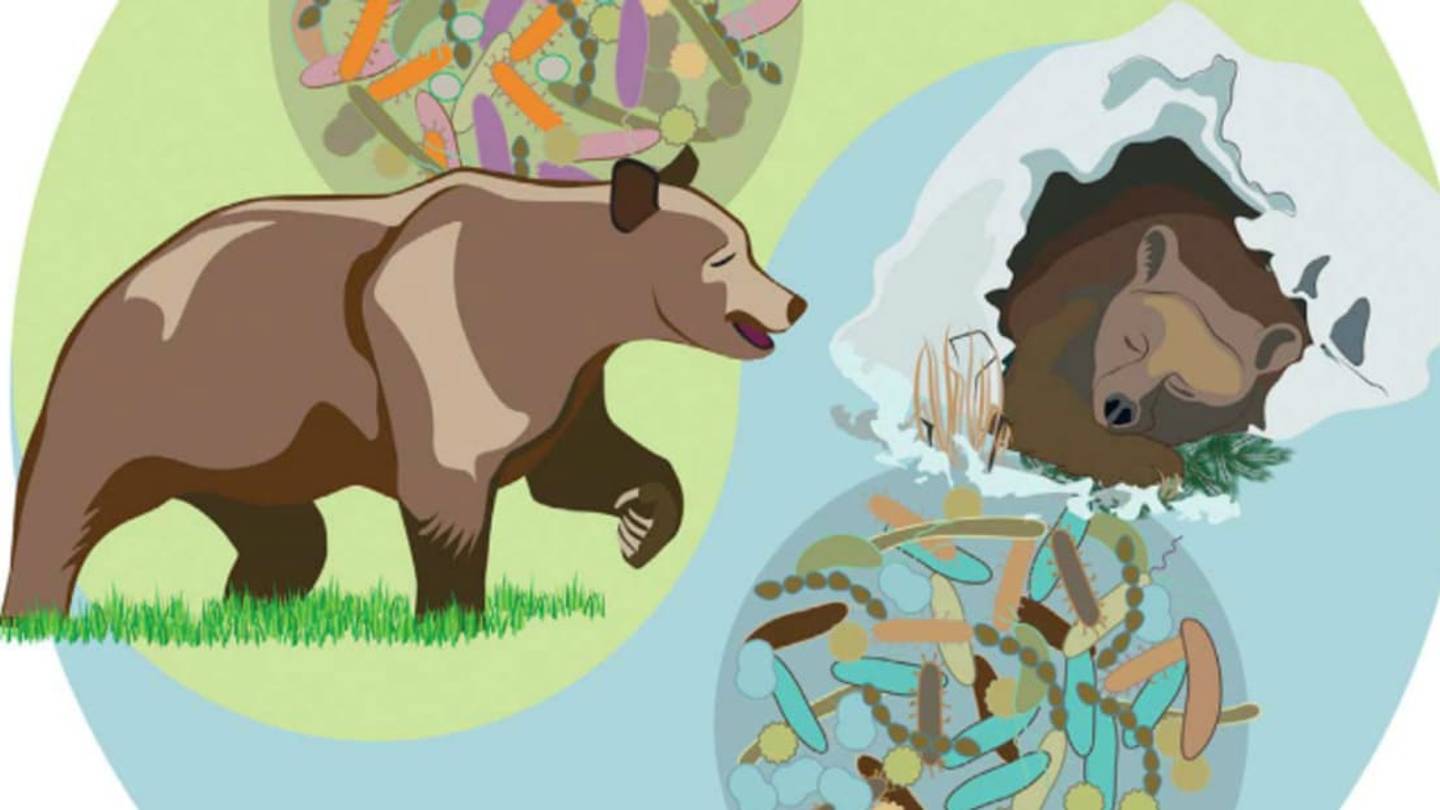 Gut Bacteria May Keep Fat, Hibernating Bears Healthy