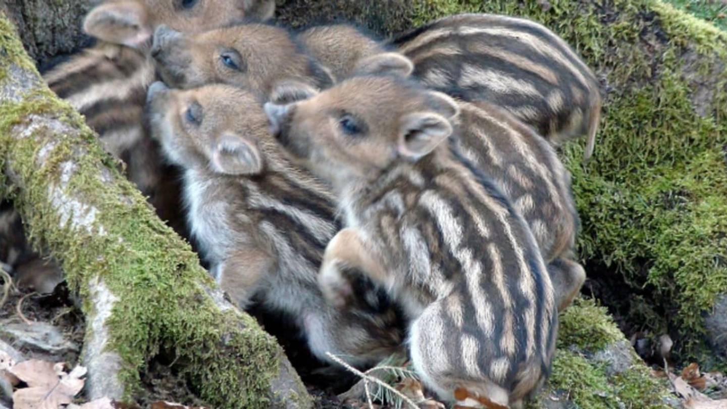 Like Lobsters and Pigeons, Wild Pigs May Orient Their Lives Along Magnetic Fields