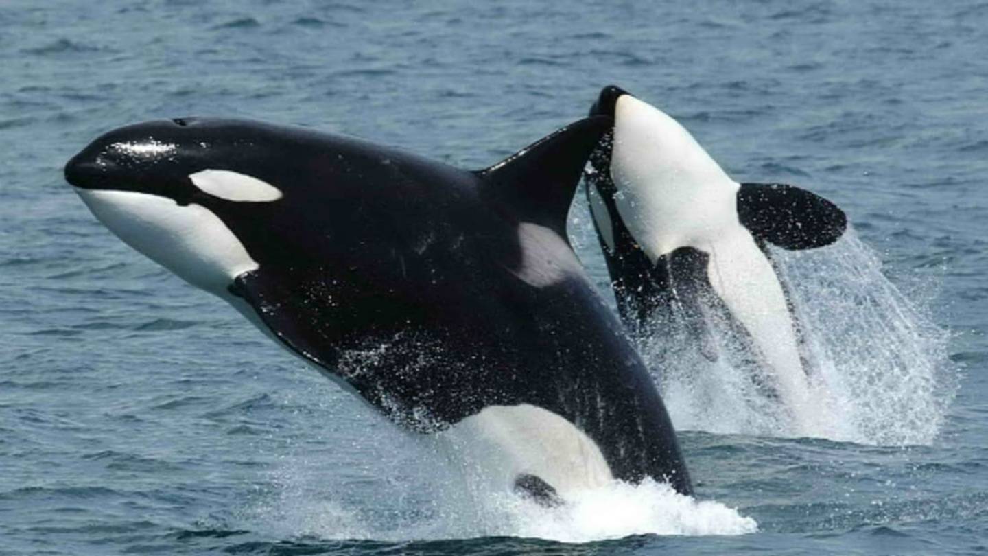 Orca Genome Reveals a Cultural History of the Species