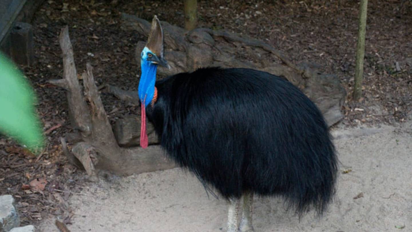 In Australia, 'The Worldâs Deadliest Bird' Commits String of Break-Ins