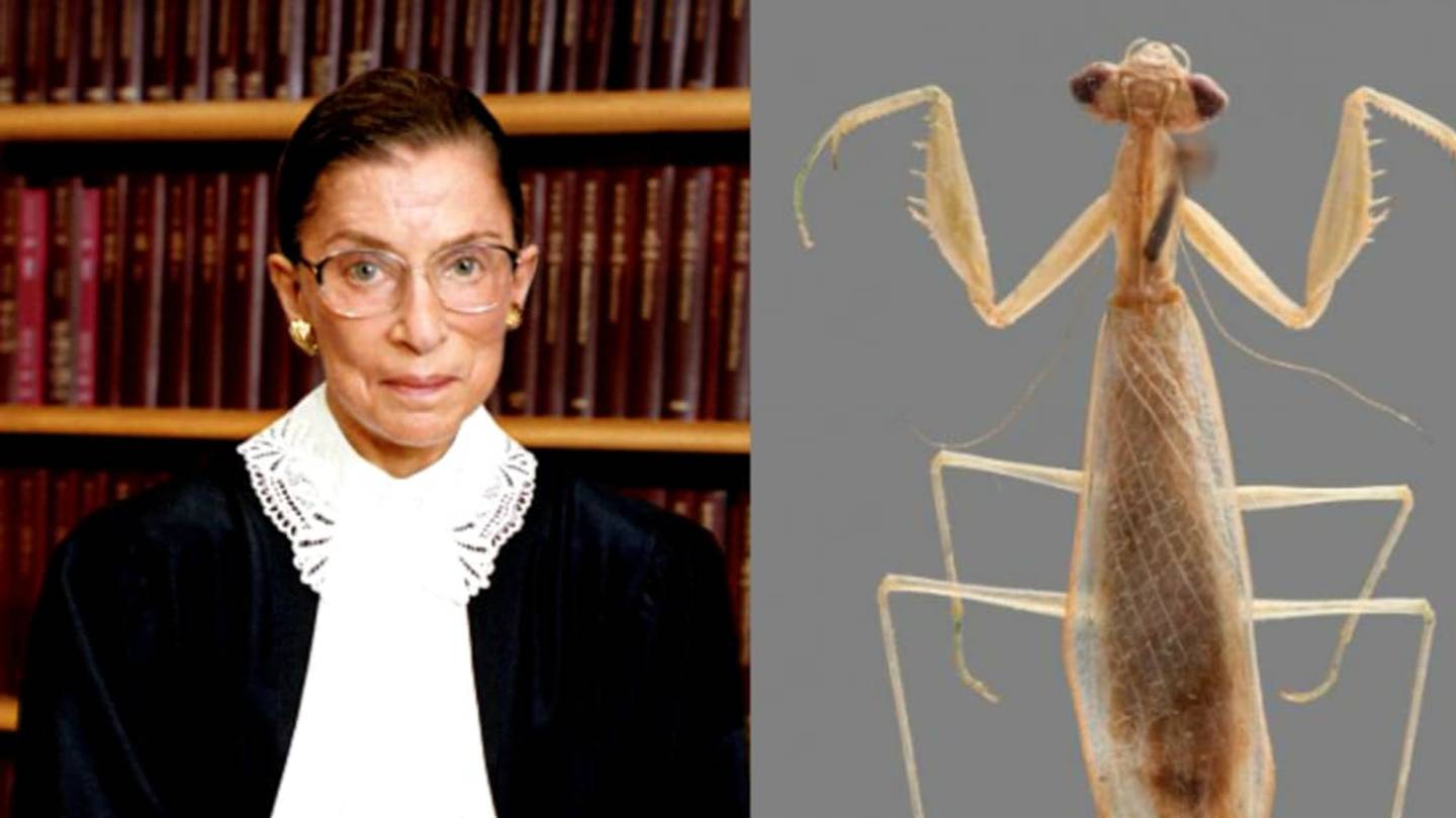 Ruth Bader Ginsburg Mantis Heralds New Era of Species Identification