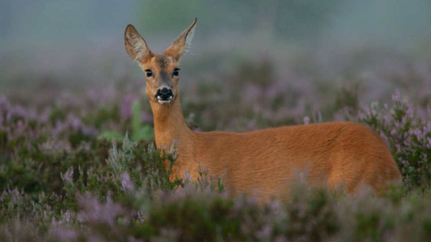 Deer May Rely on Internal Compasses to Avoid Colliding When They Flee