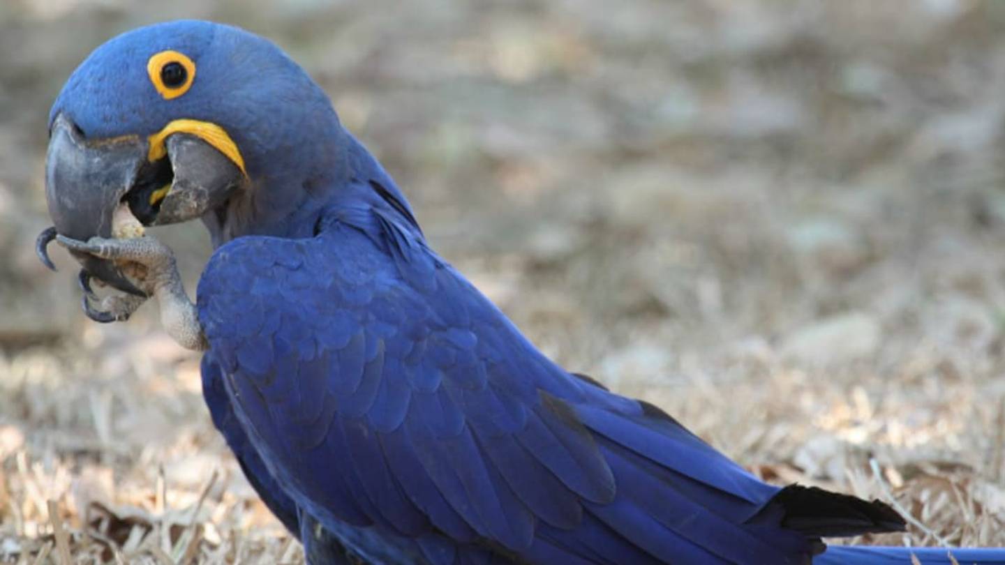 Why Are Some Birds So Smart? Their Brains Are Neurally Dense