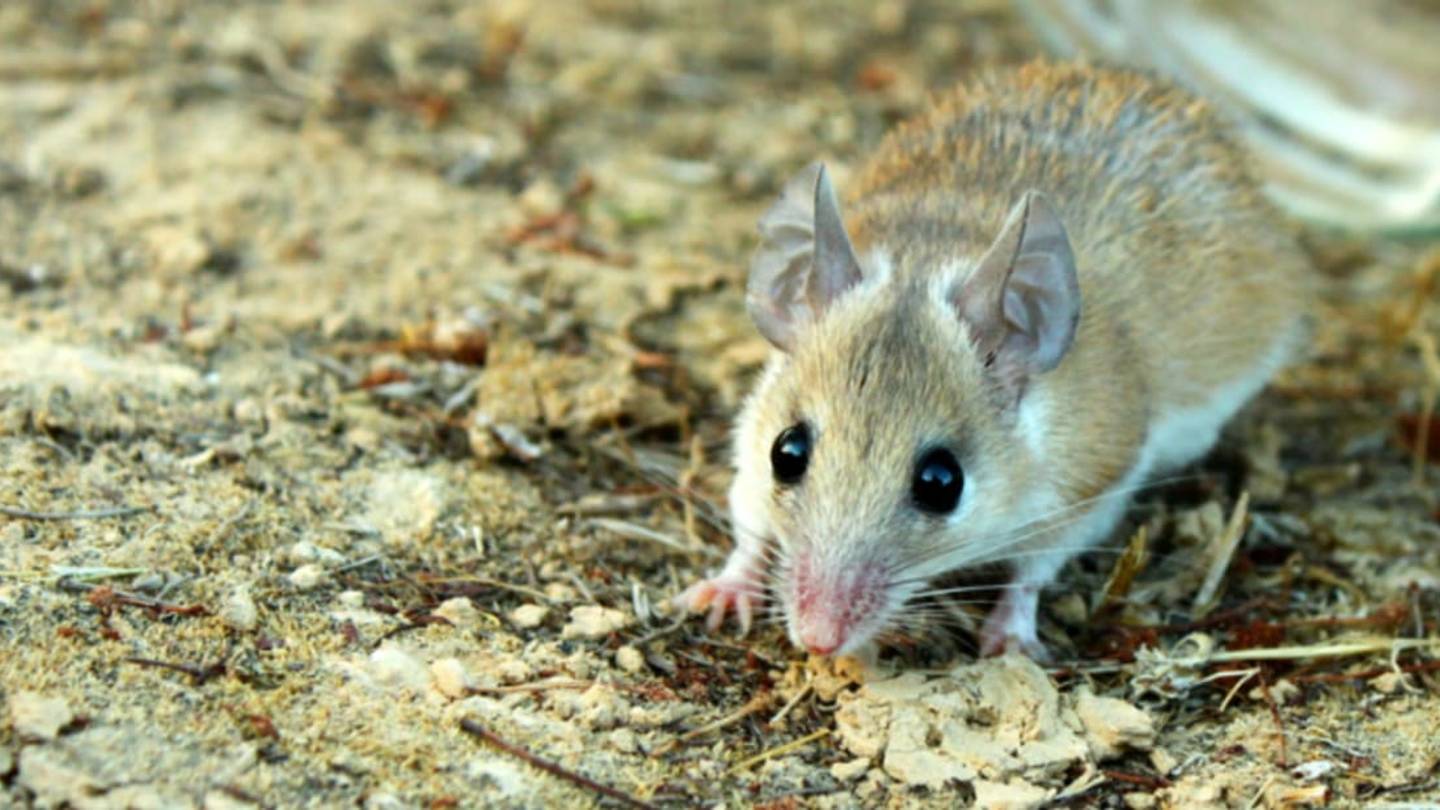 Spiny Mice Are First Known Rodents to Have Menstrual Periods