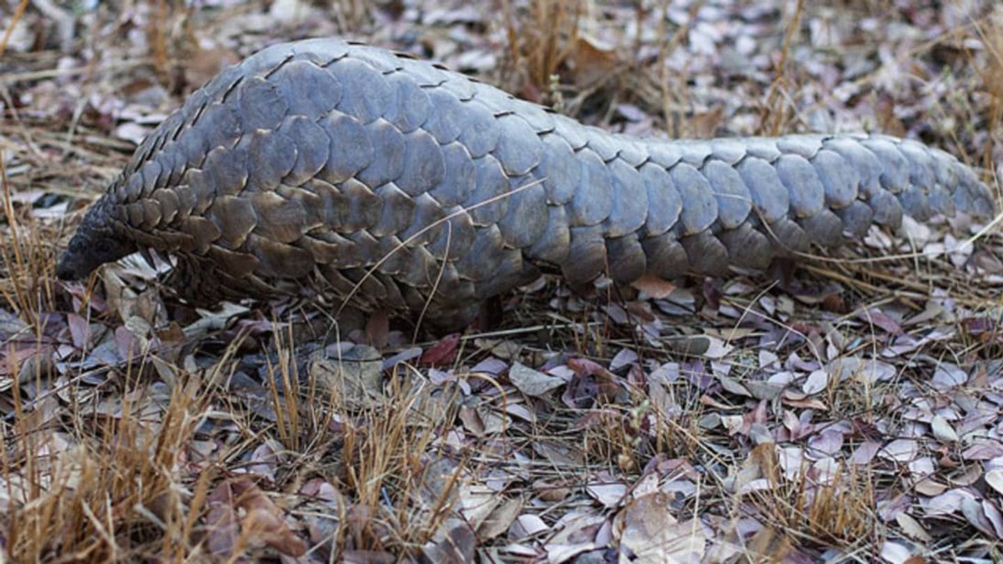 Pangolins Are Now Protected By the Worldâs Strictest Trade Laws