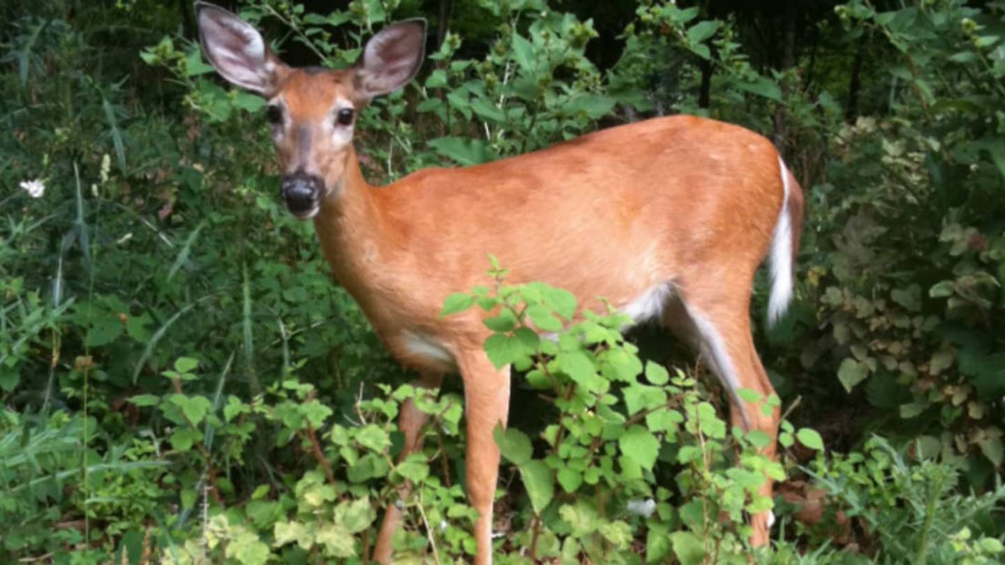Many American Deer Have Malaria Parasites