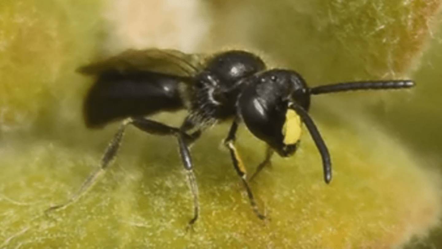 First American Bees Join Endangered Species List