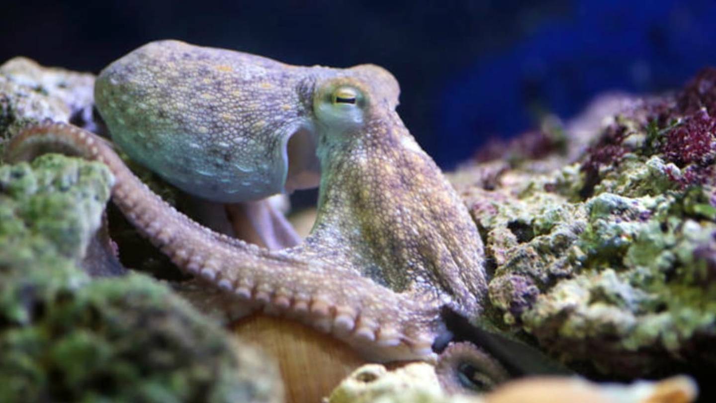âColor-Blindâ Cephalopods May See Color After All