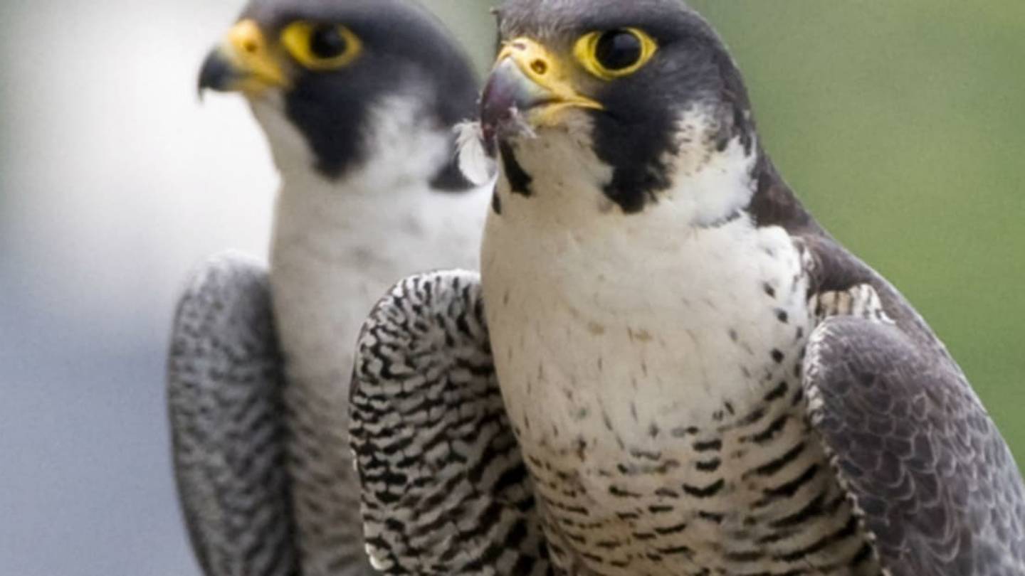 Given the Opportunity to Cheat on Their Mates, City Falcons Stay True