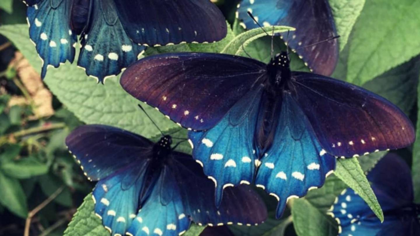 Saving Gorgeous Butterflies, One Egg at a Time