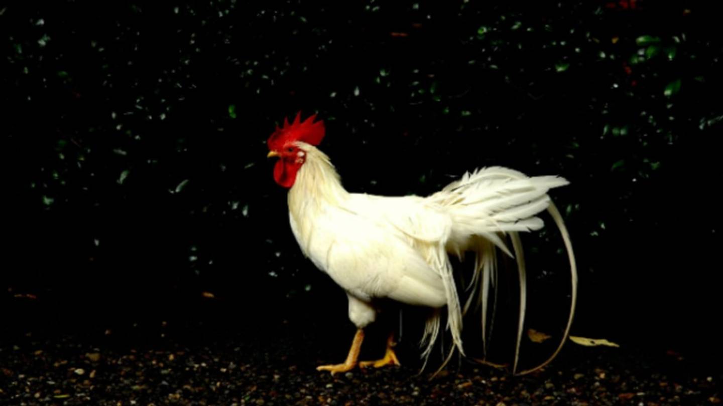 Could Chickens Be the Mosquito Repellents of the Future?