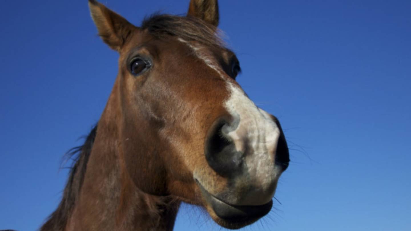 Research Suggests Horses Can Read Human Expressions