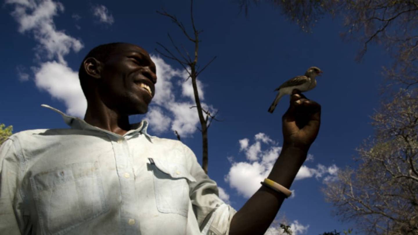 In Mozambique, People and Wild Birds Share a Sweet Business Arrangement