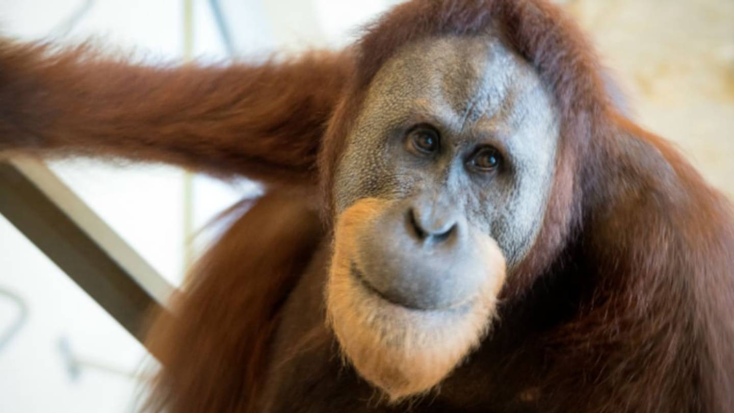 An Orangutan in Indianapolis Has Learned to Ape Human Speech