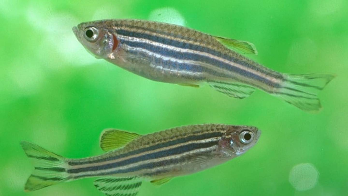 A Fish Parasite May Have Compromised Decades of Behavioral Experiments