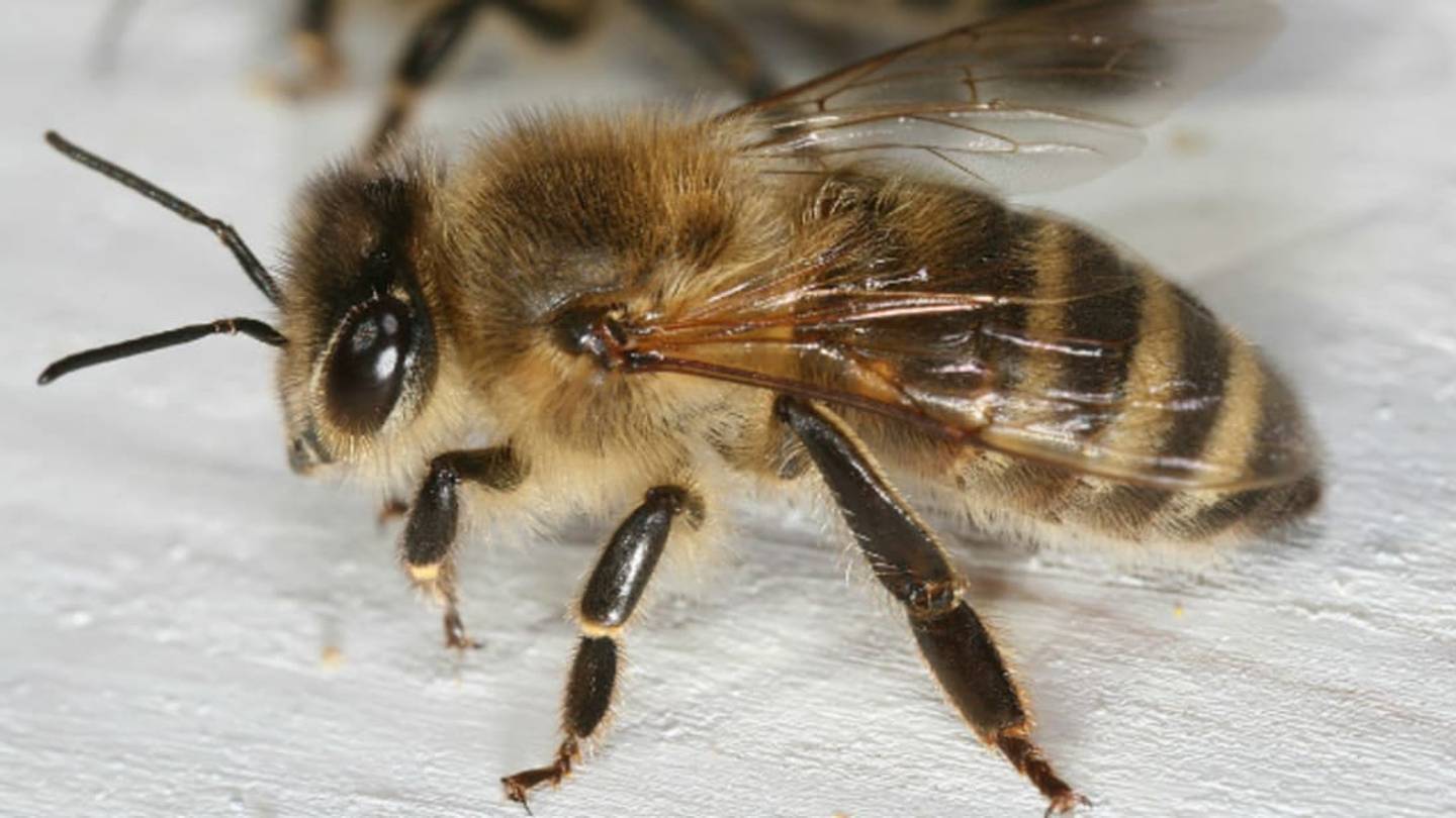 Why Worker Bees Donât Have Babies