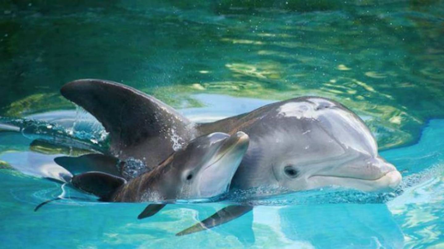 Dolphin Moms May Start Teaching Their Calves Before They're Born