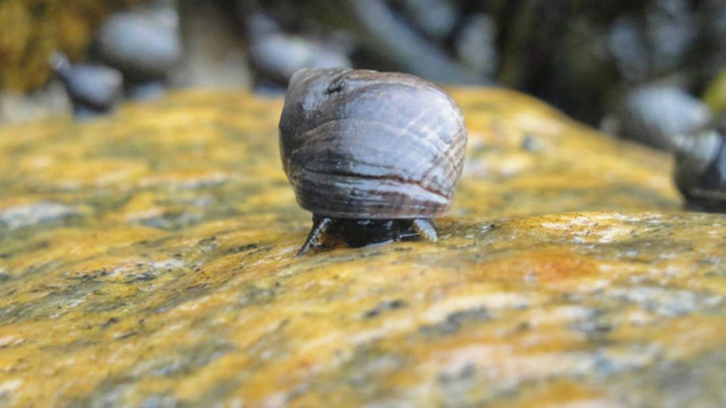 Humming Might Not Coax Snails Out of Their Shells
