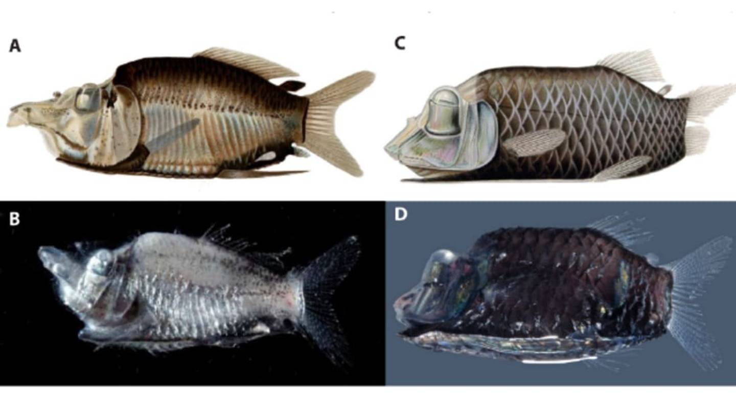 Unique Glow Helps Identify Two New Fish Species