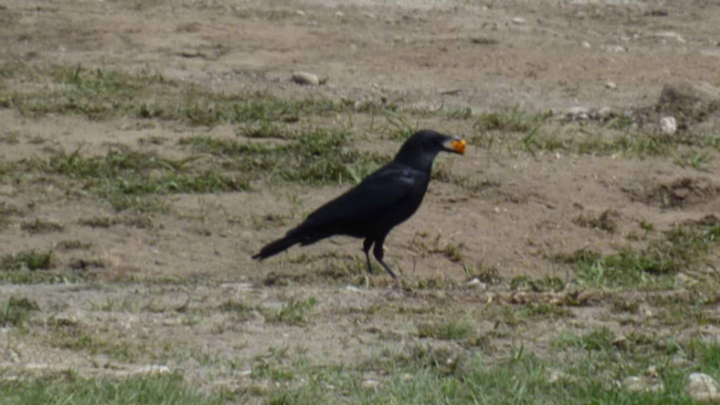Researcher Stages Cheeto Olympics for Birds
