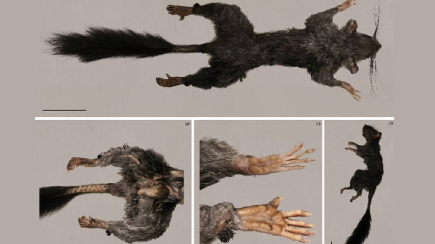 Scientists Analyze the DNA of Elusive "Living Fossil" Jungle Squirrel