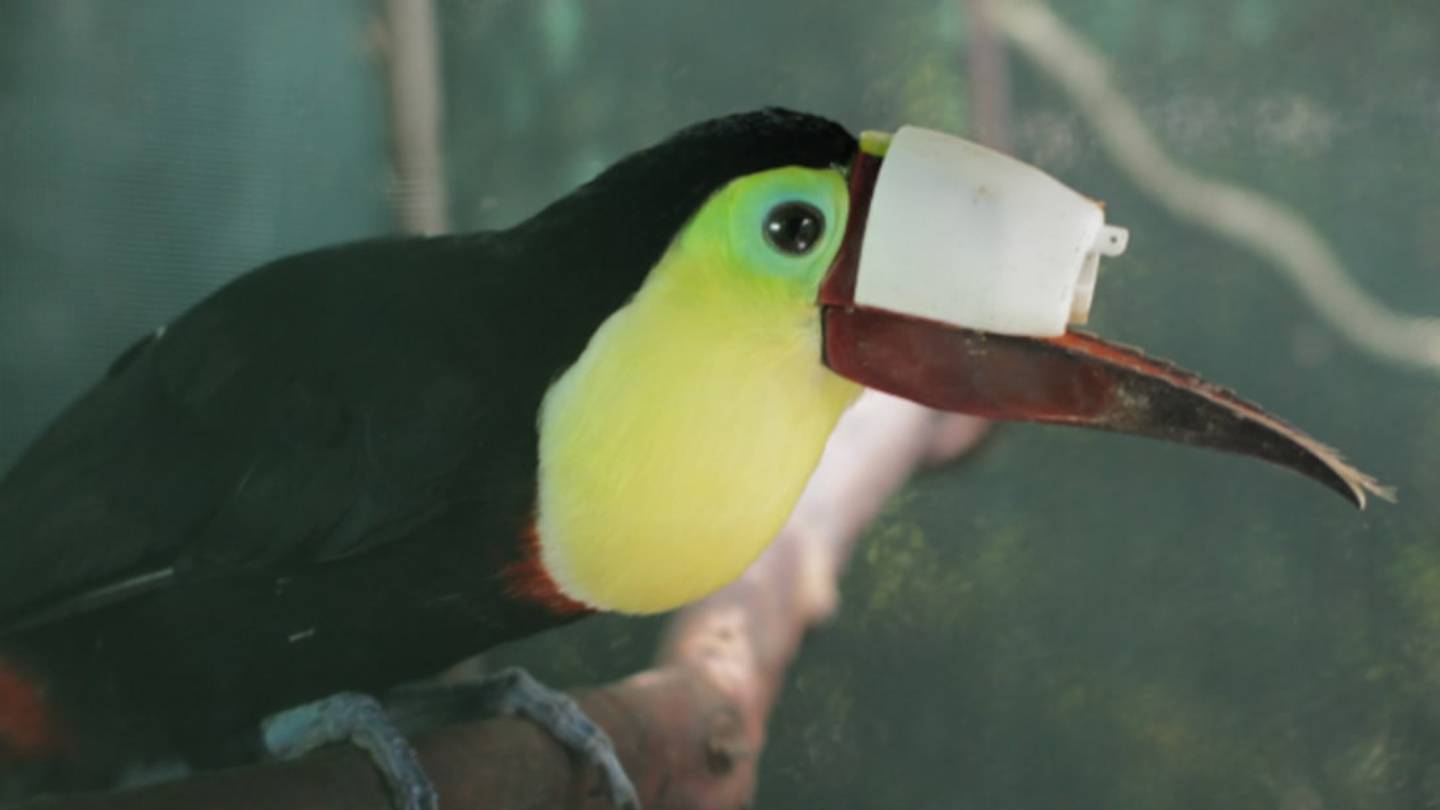 Plight of Injured Toucan Sparks Global Movementâand New Animal Planet Documentary