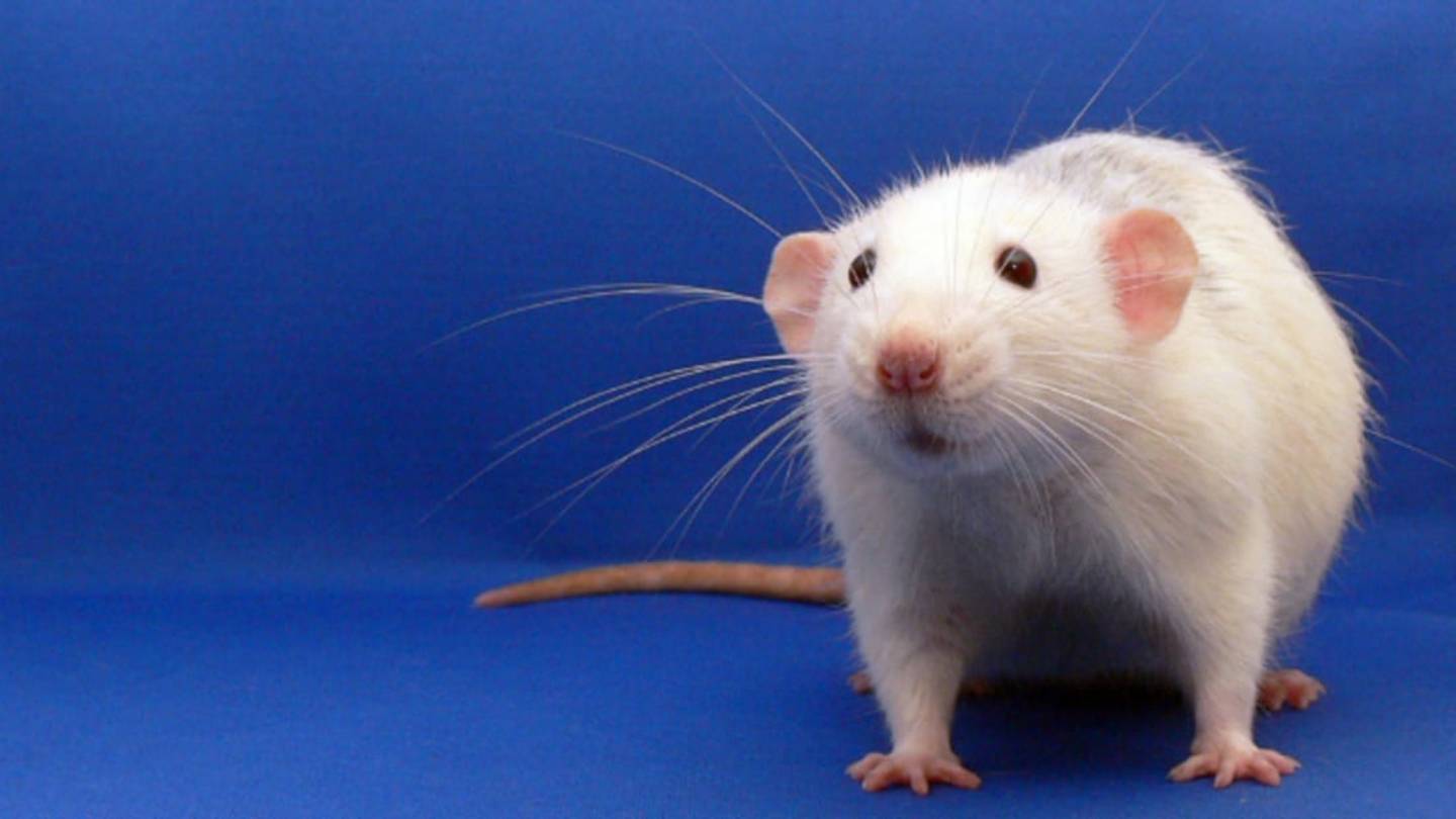 Rats Use Their Whiskers to Follow the Wind