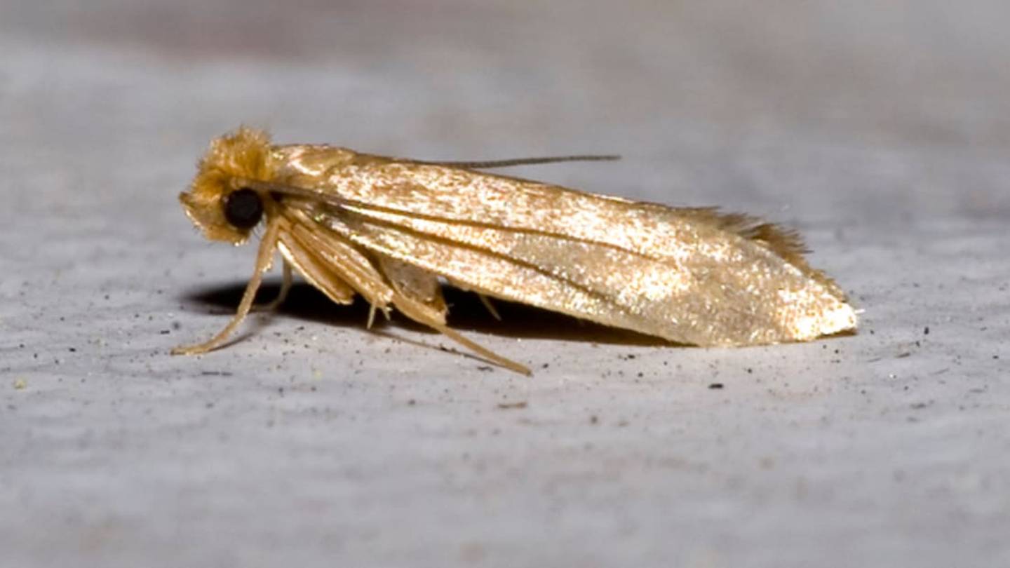 Exploding Moth Populations Threaten England's Historic Sites