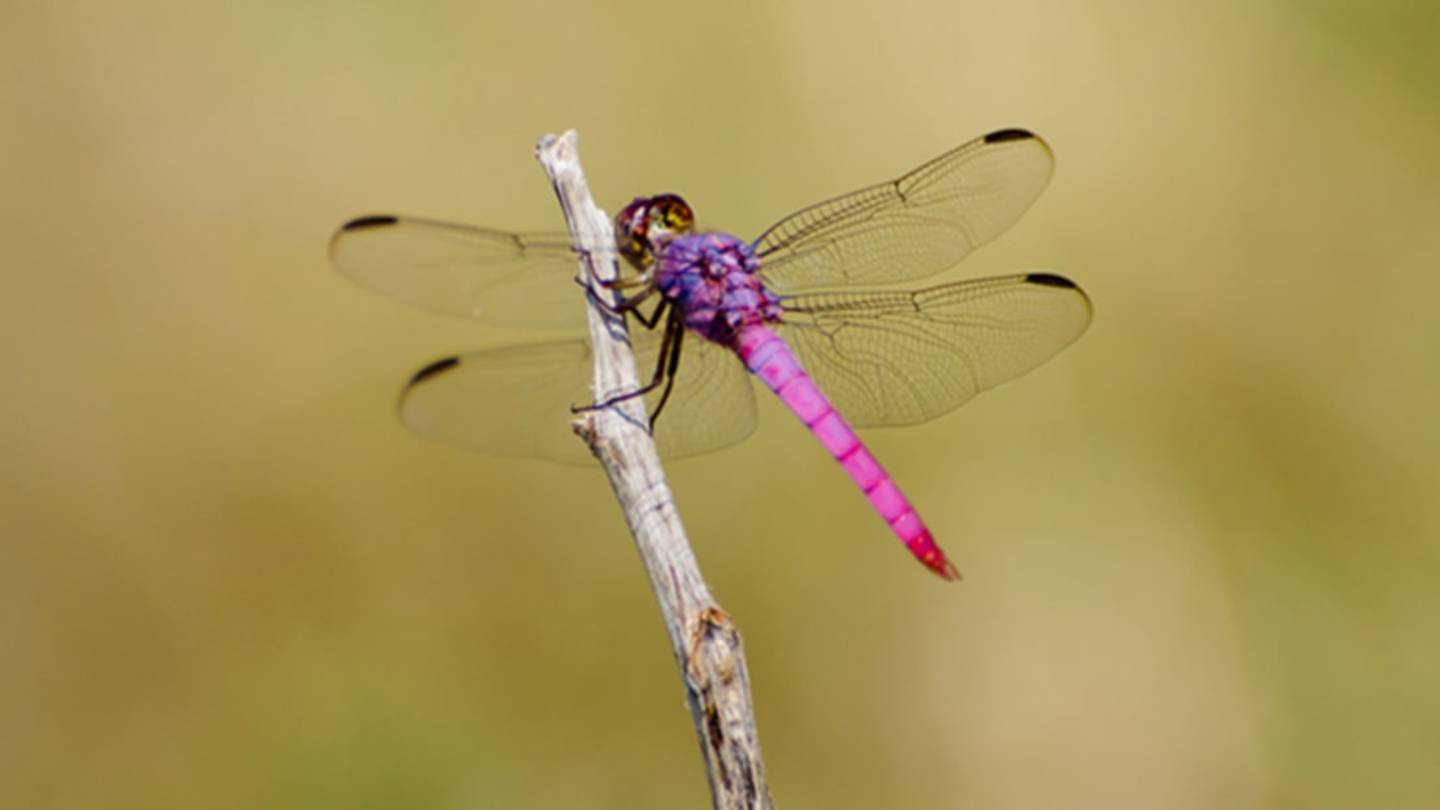Strange Superstitions About 8 Everyday Insects From Around the World