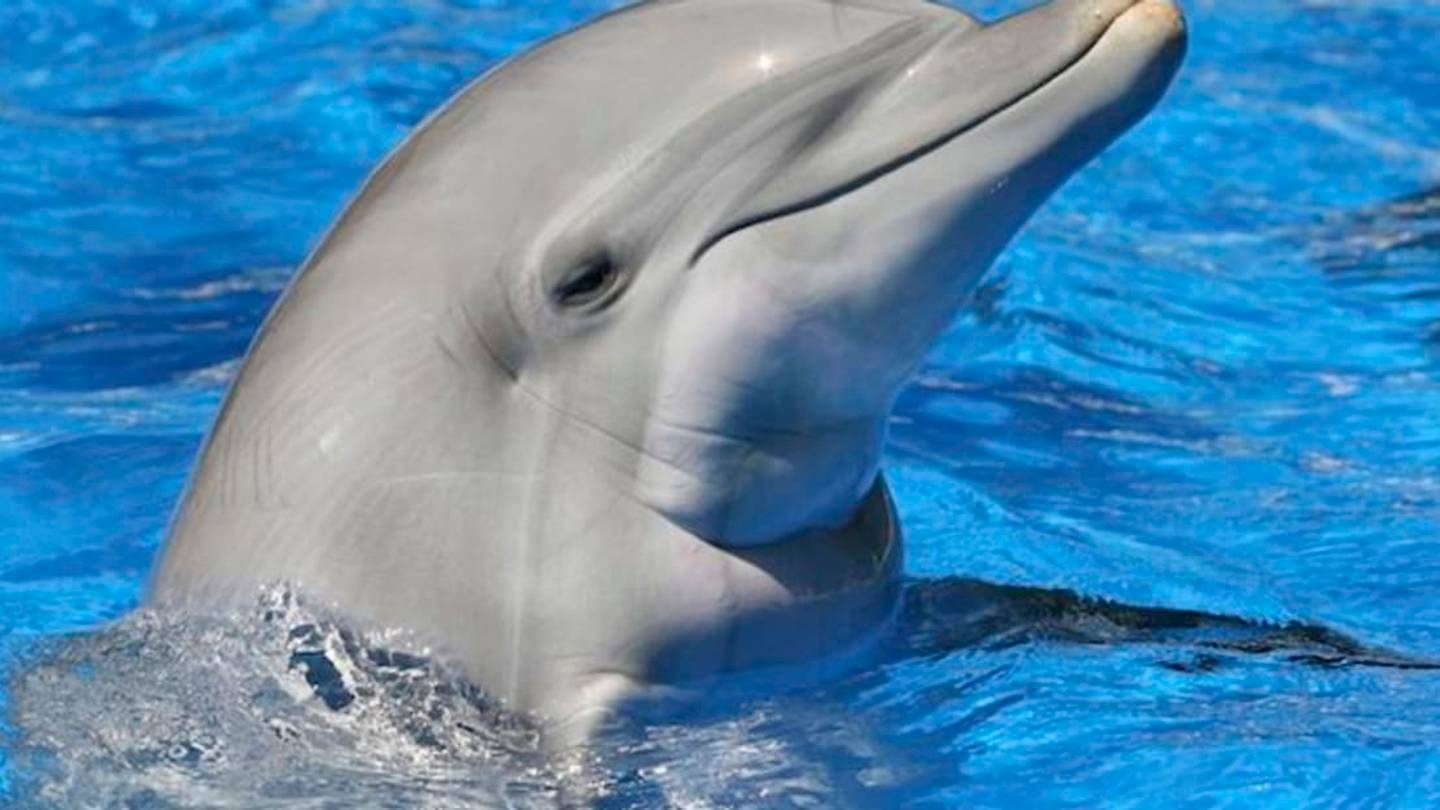Do Dolphins Carry On Conversations?
